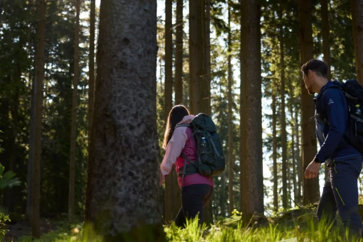Waldhügelwelt