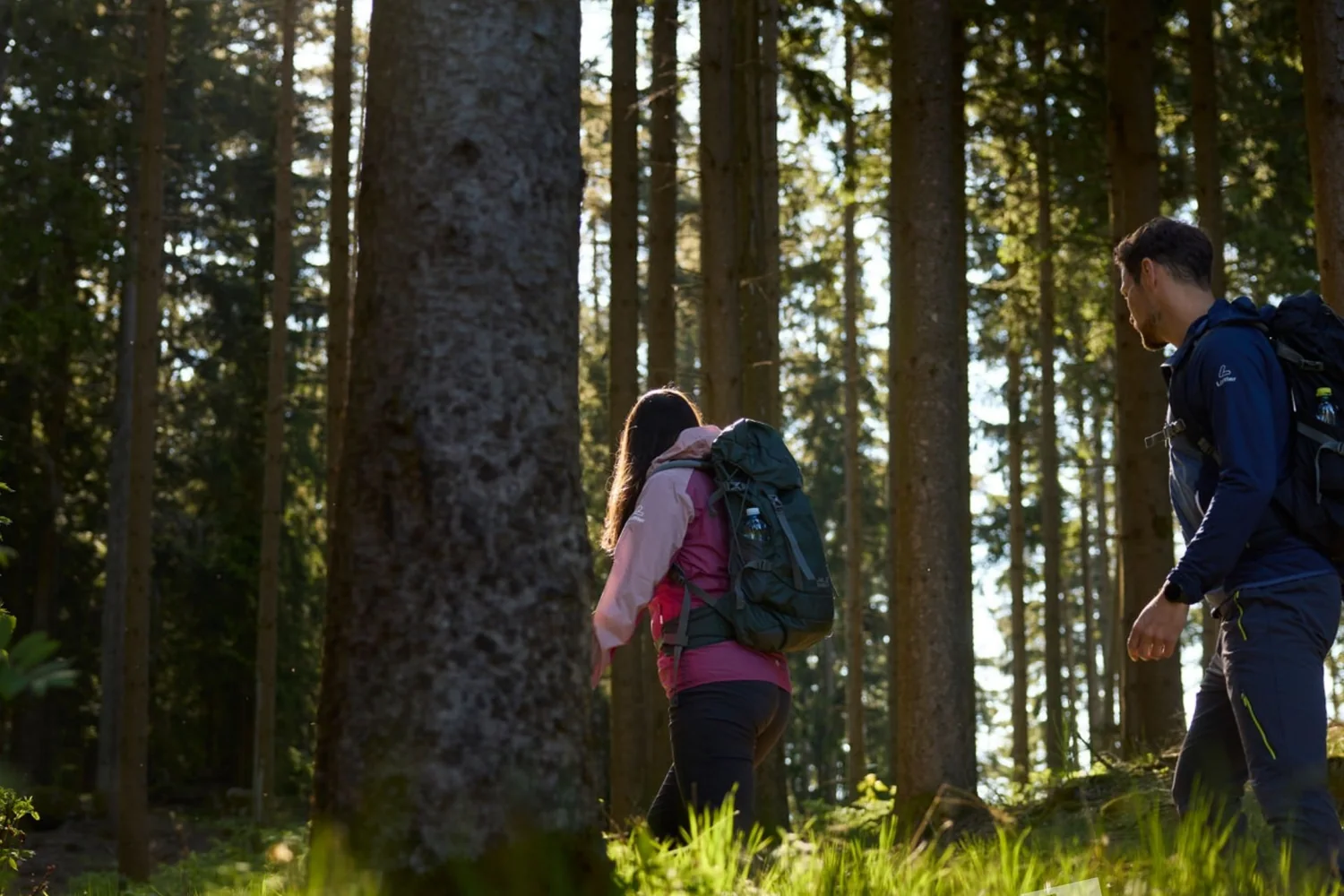 Waldhügelwelt